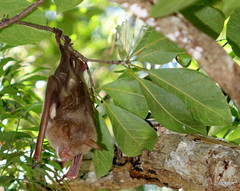 Macronycteris commersonii