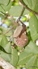 Macronycteris commersonii