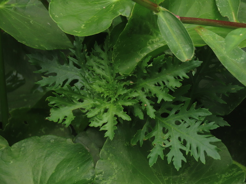 Hygrophila difformis, photograph 4