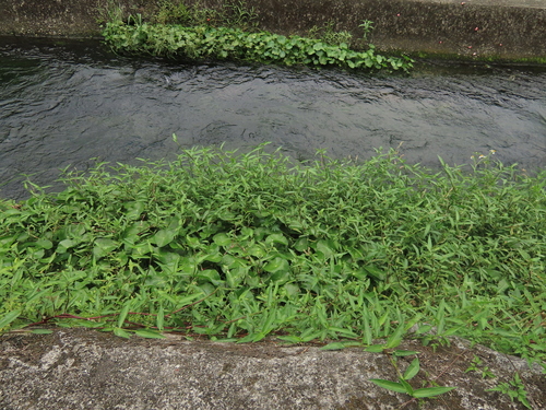 Hygrophila difformis, photograph 5
