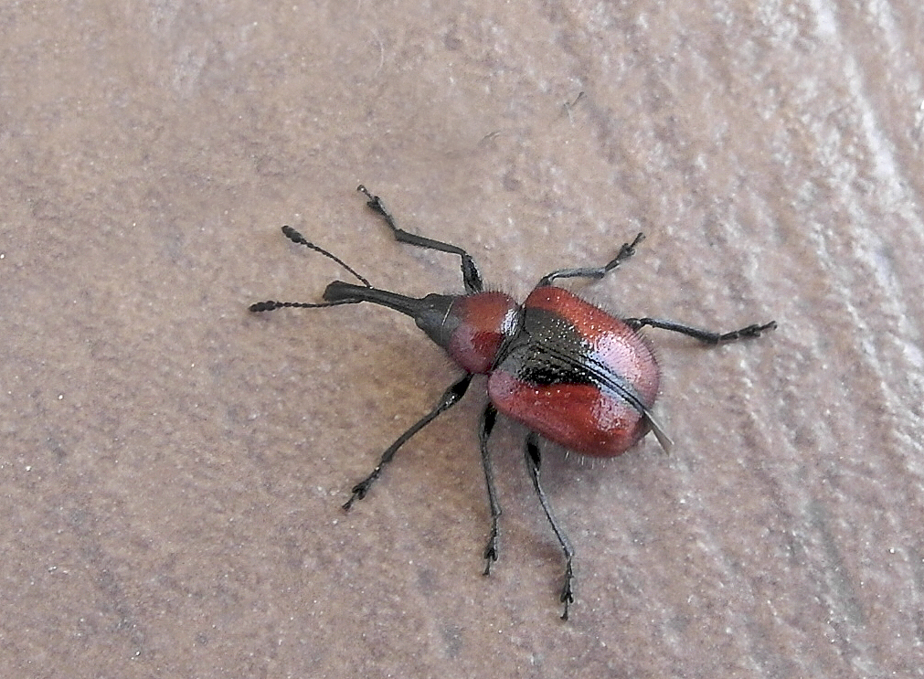 Mecorhis