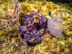 Octopus briareus