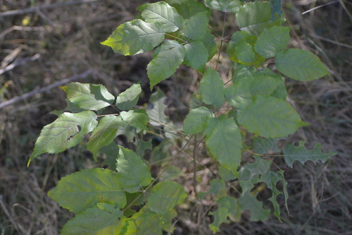 Image of Handroanthus impetiginosus by no rights reserved