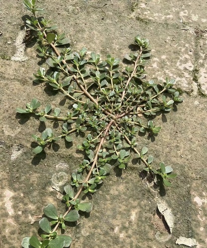 Common Purslane