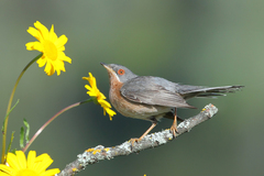 Curruca iberiae