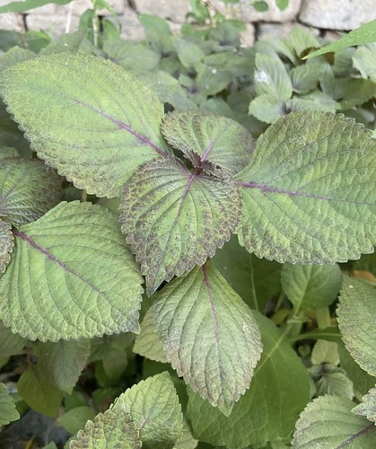 beefsteak plant