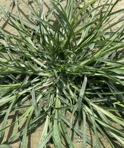 Goose Grass