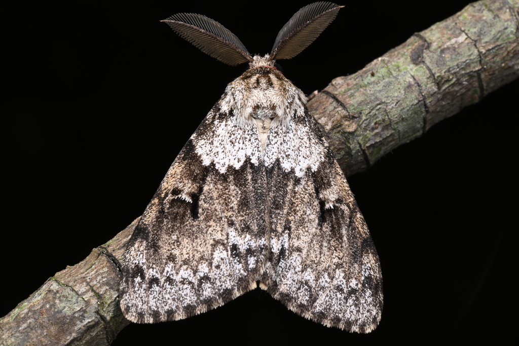 Lymantria sinica