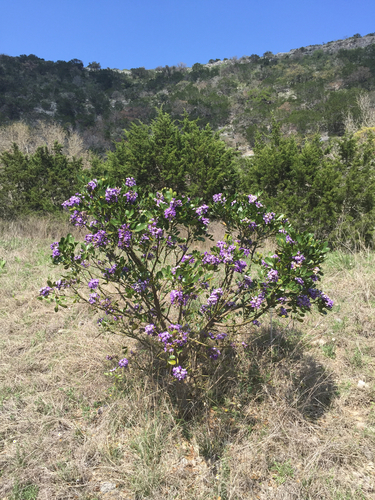 Texas mountain laurel