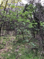 Aesculus pavia flavescens