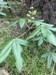 Aesculus pavia flavescens