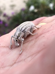 Ophryastes geminatus