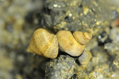 Tectarius striatus