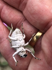 Ophryastes geminatus