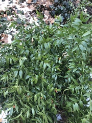 Danae racemosa