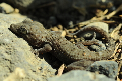 Tarentola delalandii