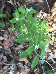 Lithospermum matamorense