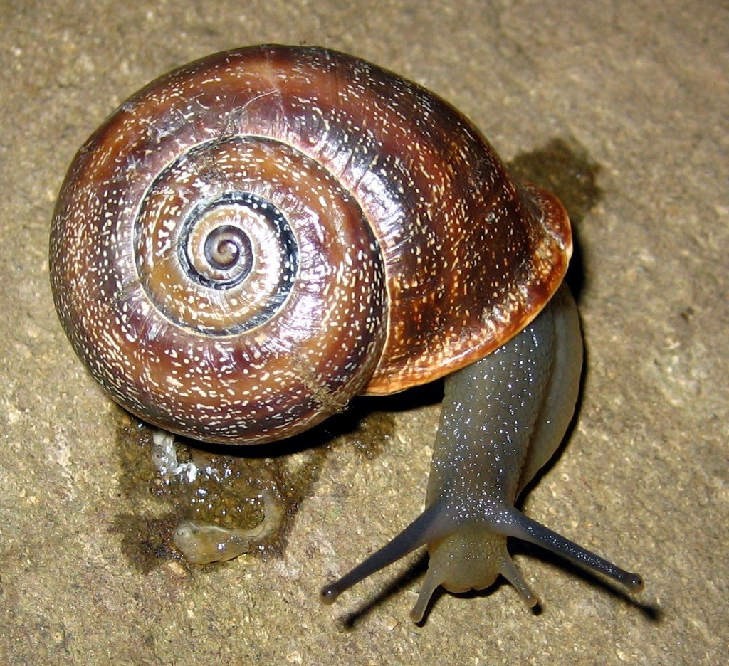 Otala