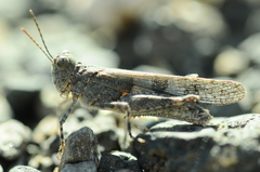 Sphingonotus picteti
