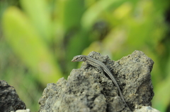 Gallotia galloti galloti