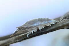 Cymothoida