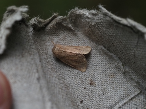 Small Wainscot