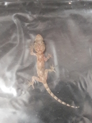 Hemidactylus