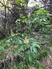 Aesculus pavia flavescens