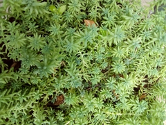 Sedum potosinum