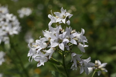 Campanula lactiflora