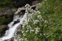 Campanula lactiflora
