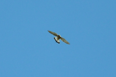 Falco tinnunculus canariensis