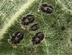 Corythucha juglandis