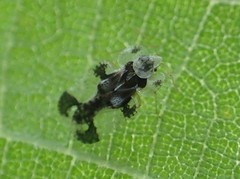 Corythucha juglandis