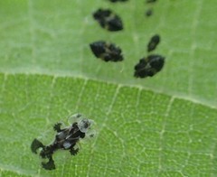 Corythucha juglandis