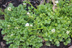 Cardamine hirsuta