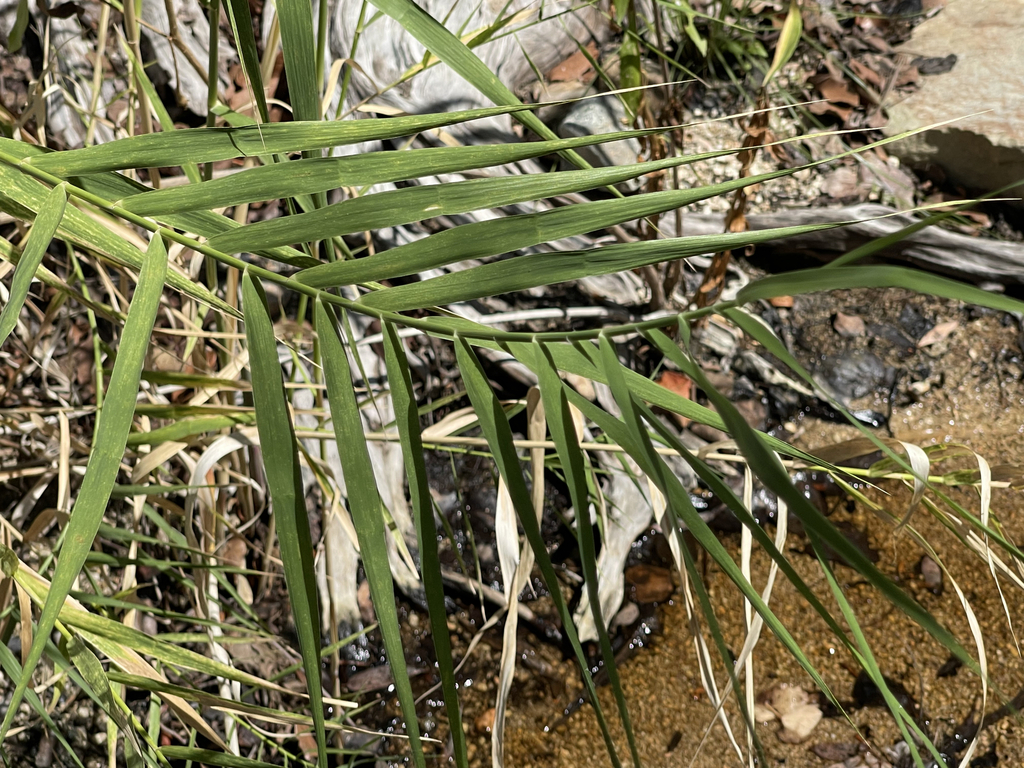 Mexican Reeds common reed from La Paz, BCS, Mexico on September 4, 2023 at 01:28 PM ...