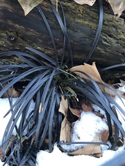 Ophiopogon planiscapus
