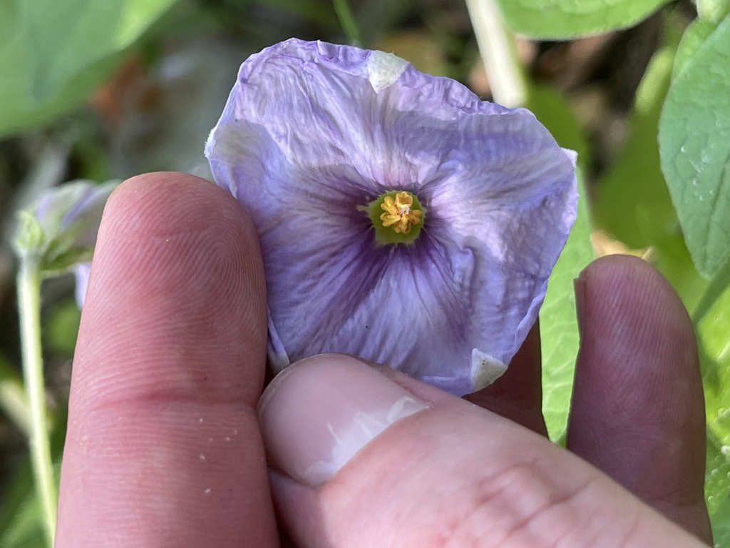 Lycianthes dejecta from La Paz, BCS, Mexico on September 4, 2023 at 03: ...