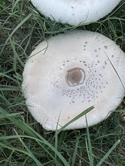 Chlorophyllum molybdites image