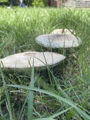 Chlorophyllum molybdites image