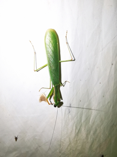Anaxarcha sinensis