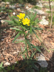 Lithospermum mirabile