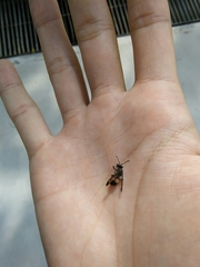 Ropalidia sumatrae