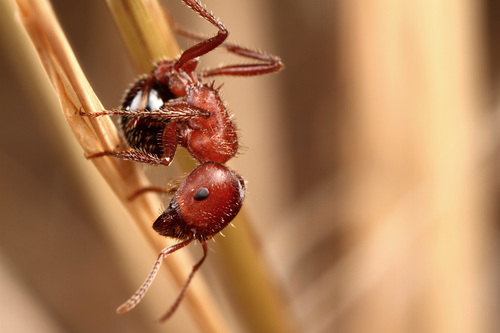 Bicolored Harvester Ant