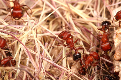 Bicolored Harvester Ant