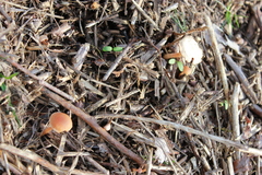 Fungi