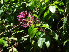 Fuchsia arborescens