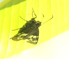 Ridens crison crison