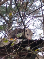 Didelphis virginiana
